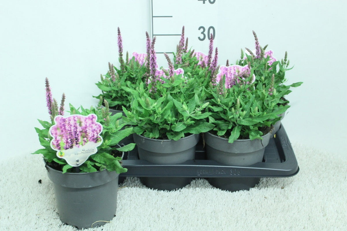 Salvia nemorosa mix 30cm 17cm Pot