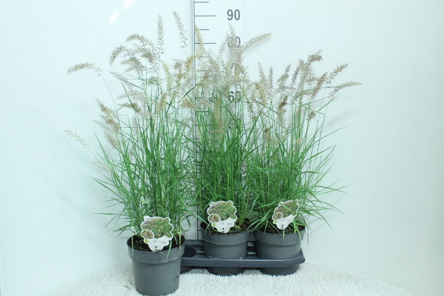 Pennisetum orientale 90cm 19cm Pot