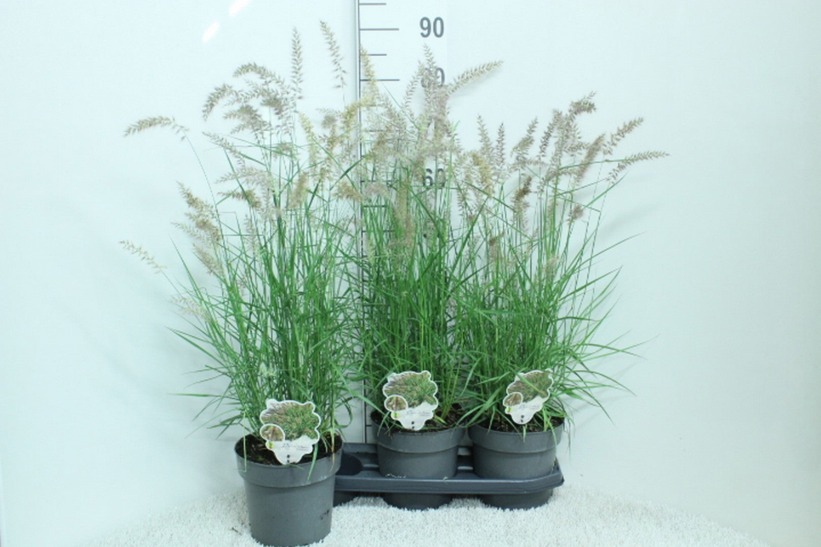 Pennisetum orientale 90cm 19cm Pot