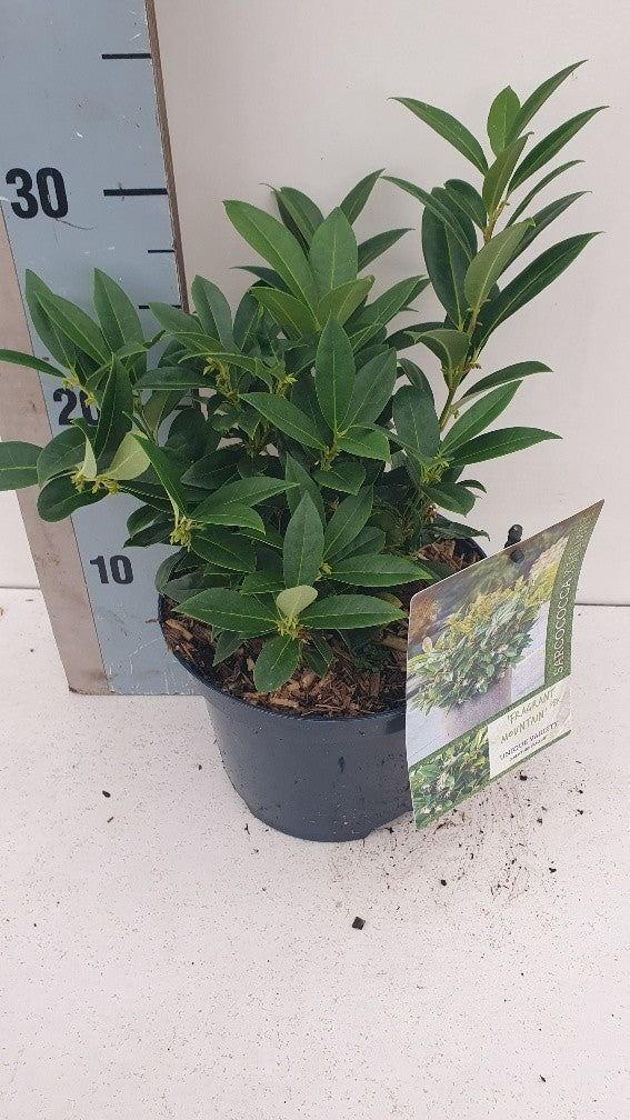 Roessel Tuinpl. VOF, B. v. Sarcococca hook. Fragr. Mountain Pack of 1