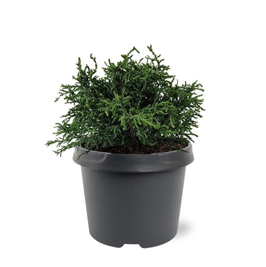 Chamaecyparis obtusa Lycopodioides 35cm 19cm Pot