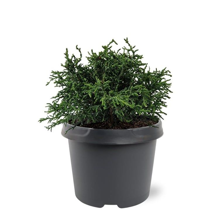 Chamaecyparis obtusa Lycopodioides 35cm 19cm Pot