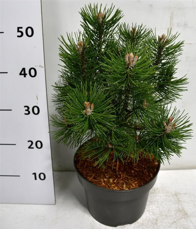 Pinus mugo Columbo 55cm 23cm Pot