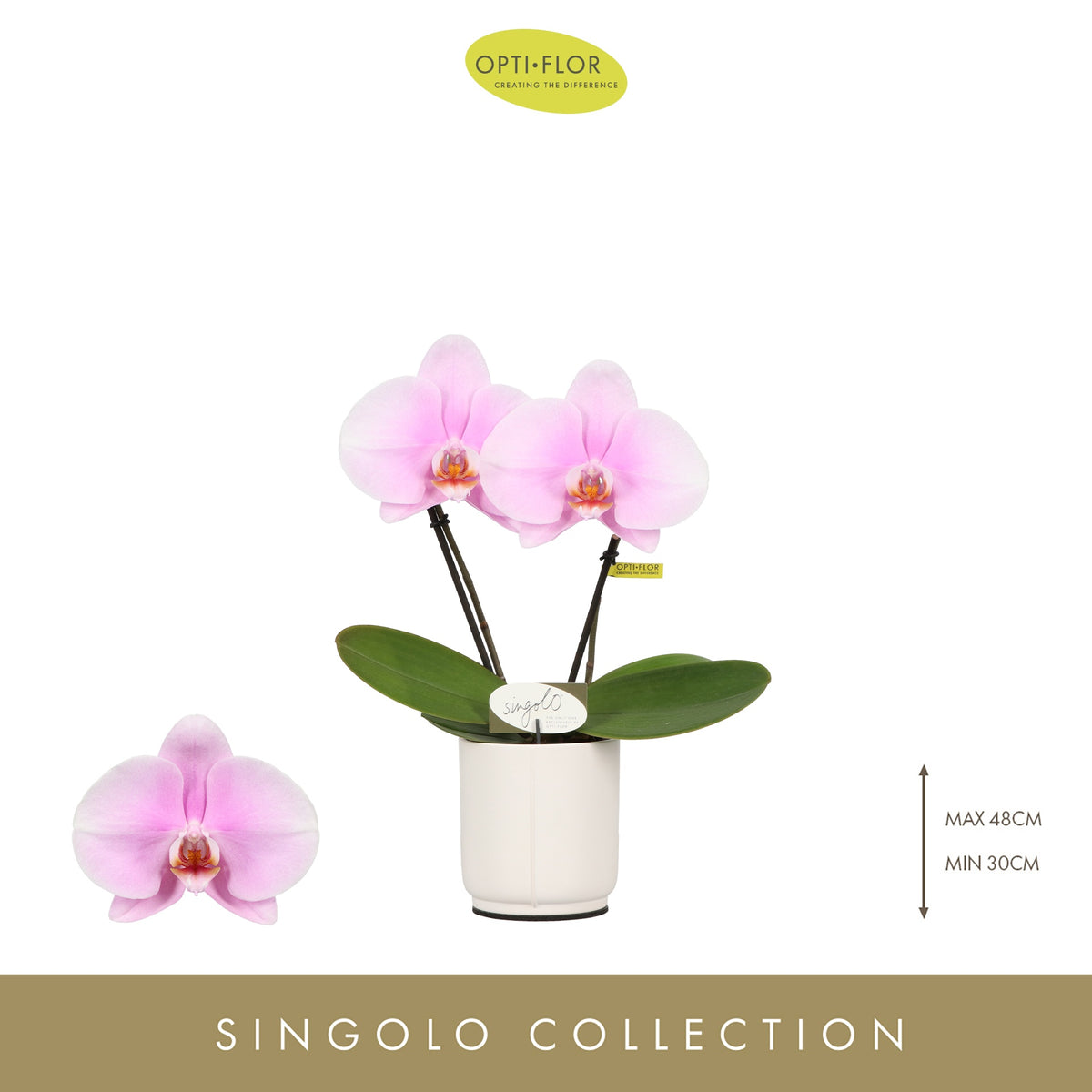 Phalaenopsis Singolo & Co Mino (+ drp.Lazio) 40cm 9cm Pot