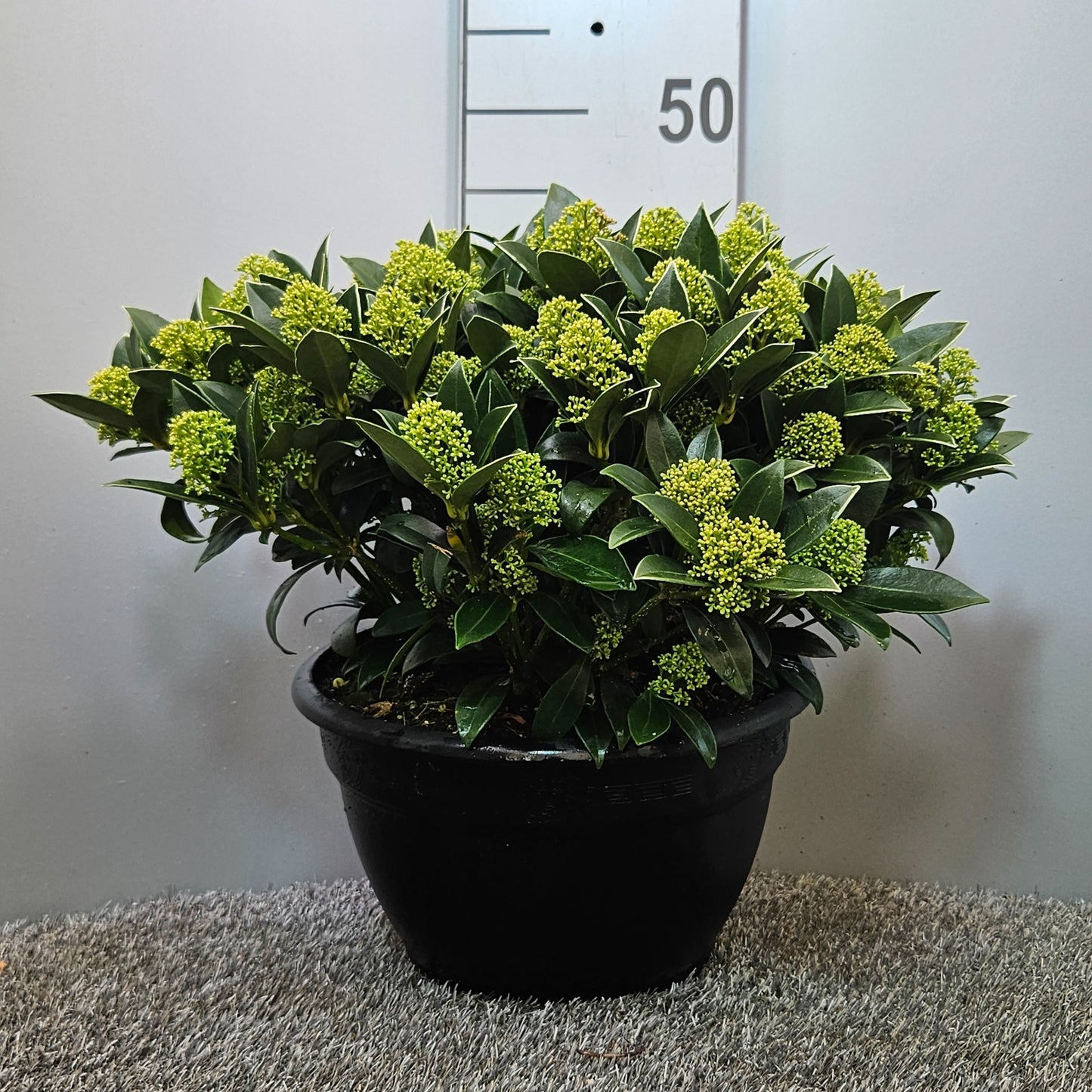 Skimmia japonica White Dwarf 45cm 25cm Pot