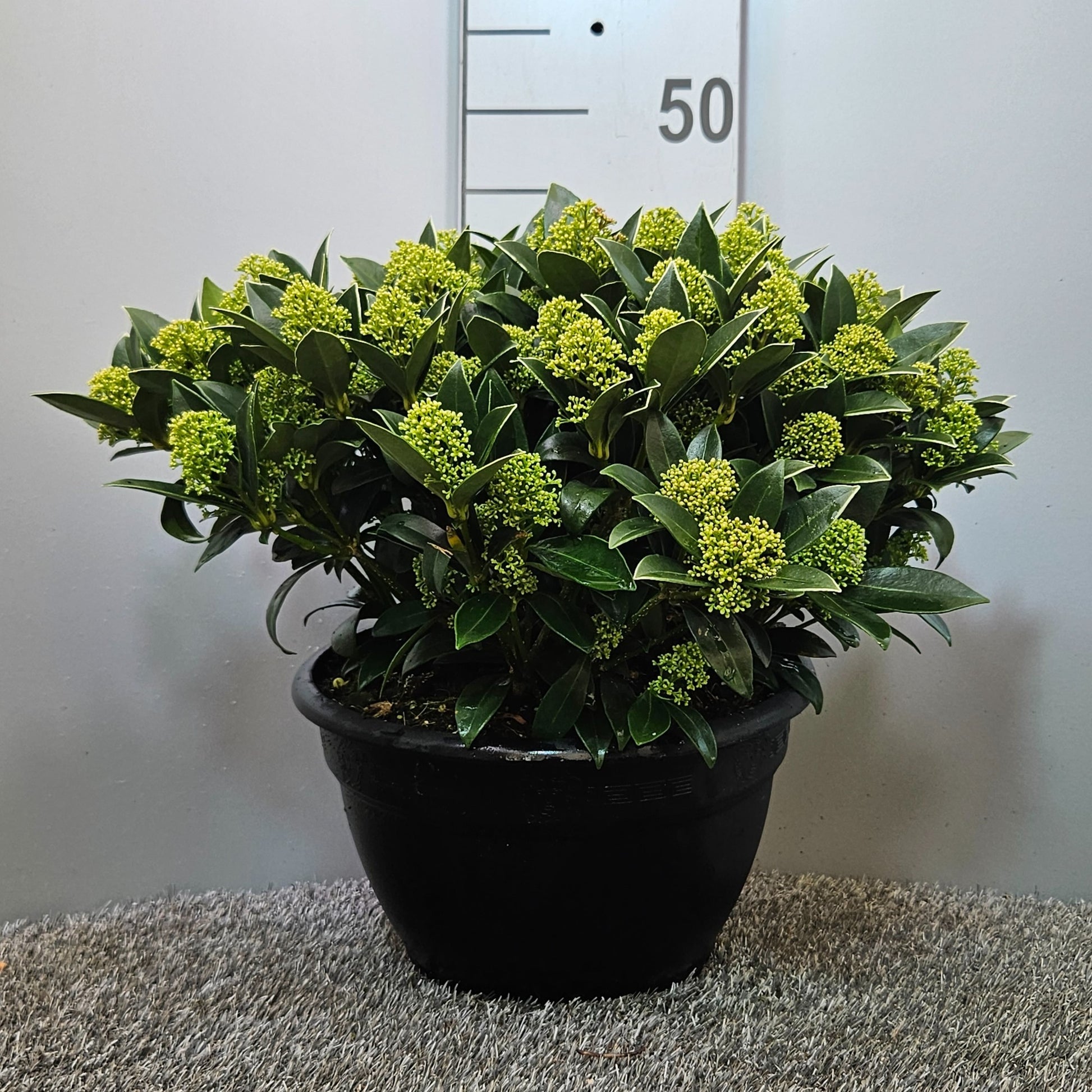 Skimmia japonica White Dwarf 45cm 25cm Pot