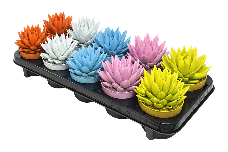 Echeveria colored mix 13cm 10.5cm Pot