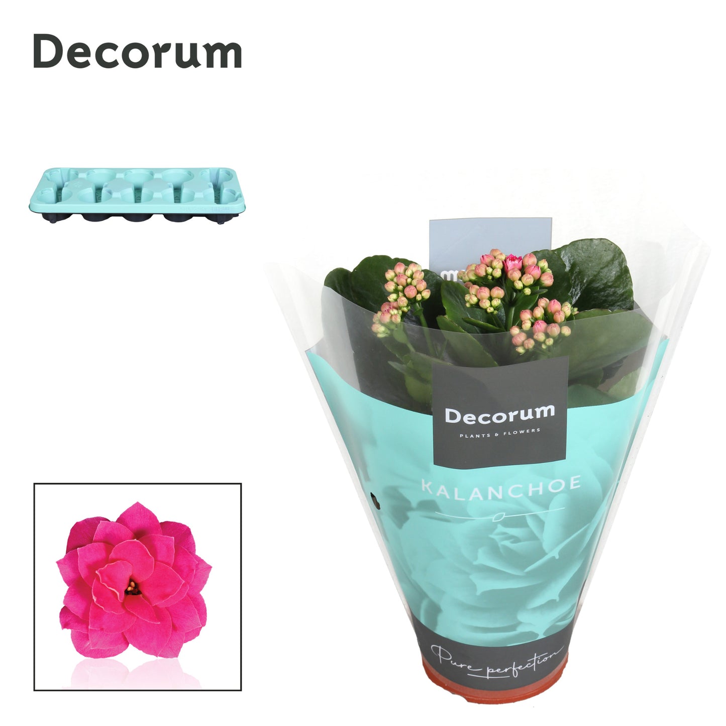 Kalanchoe purple decorum 23cm 510cm Pot