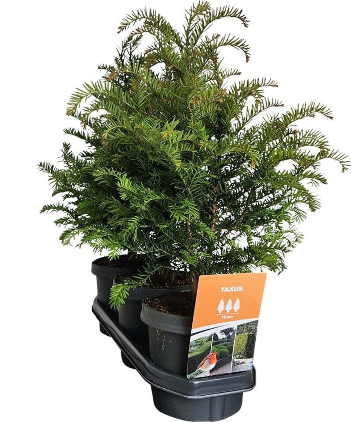 Taxus baccata 55cm 19cm Pot