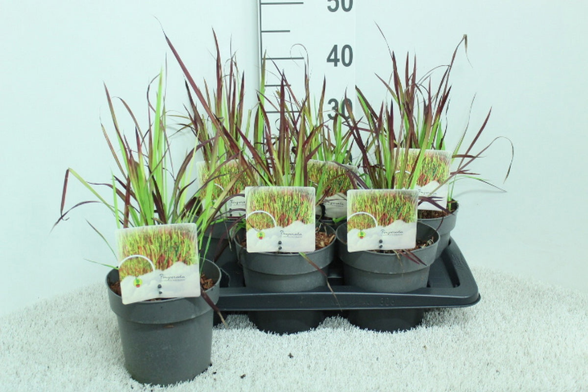 Imperata Red Baron 45cm 17cm Pot