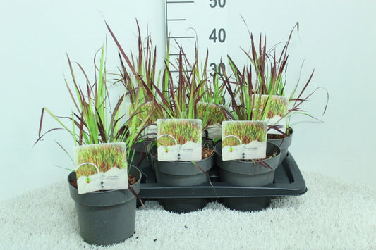 Imperata Red Baron 45cm 17cm Pot