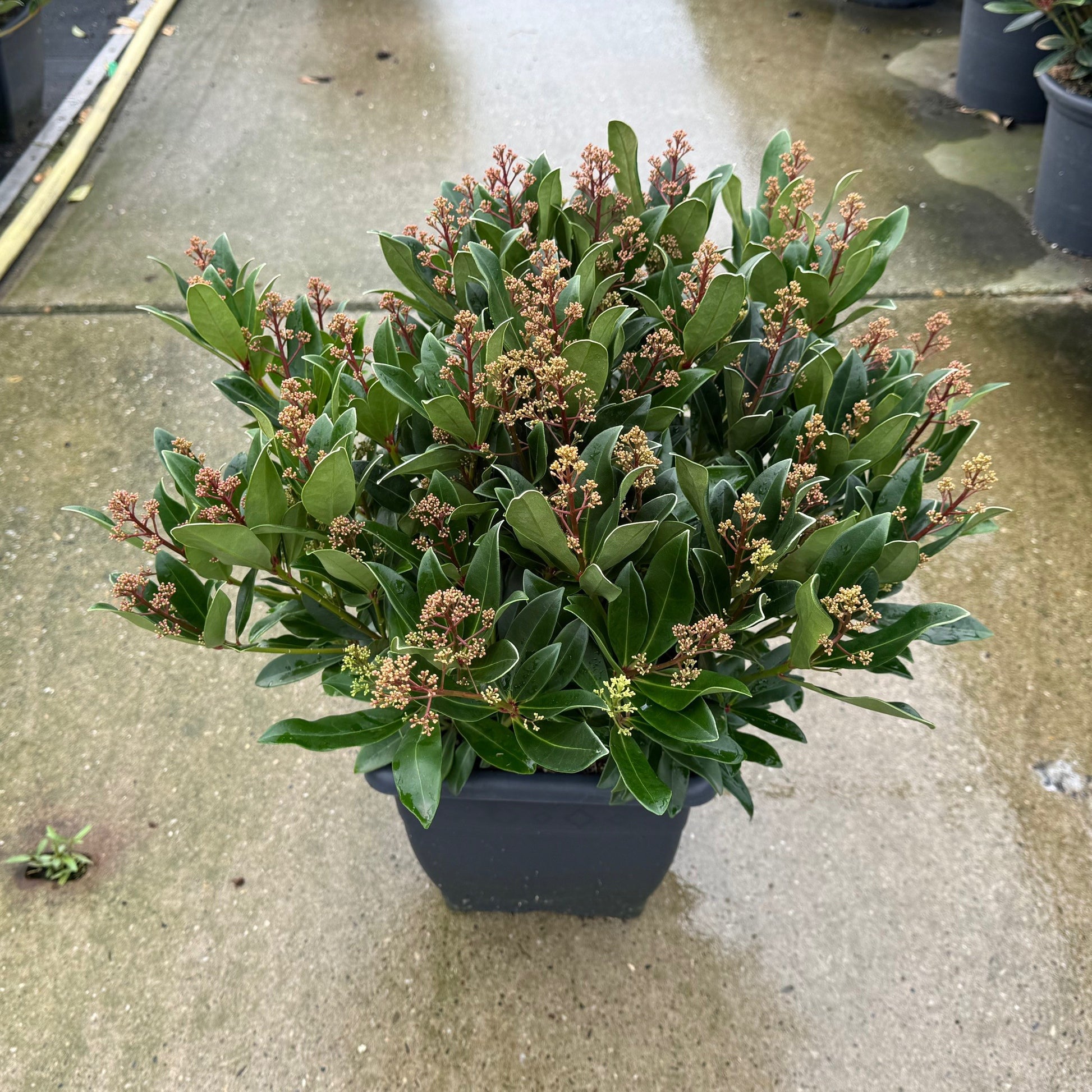Skimmia japonica Rubesta Optima 60cm 26cm Pot