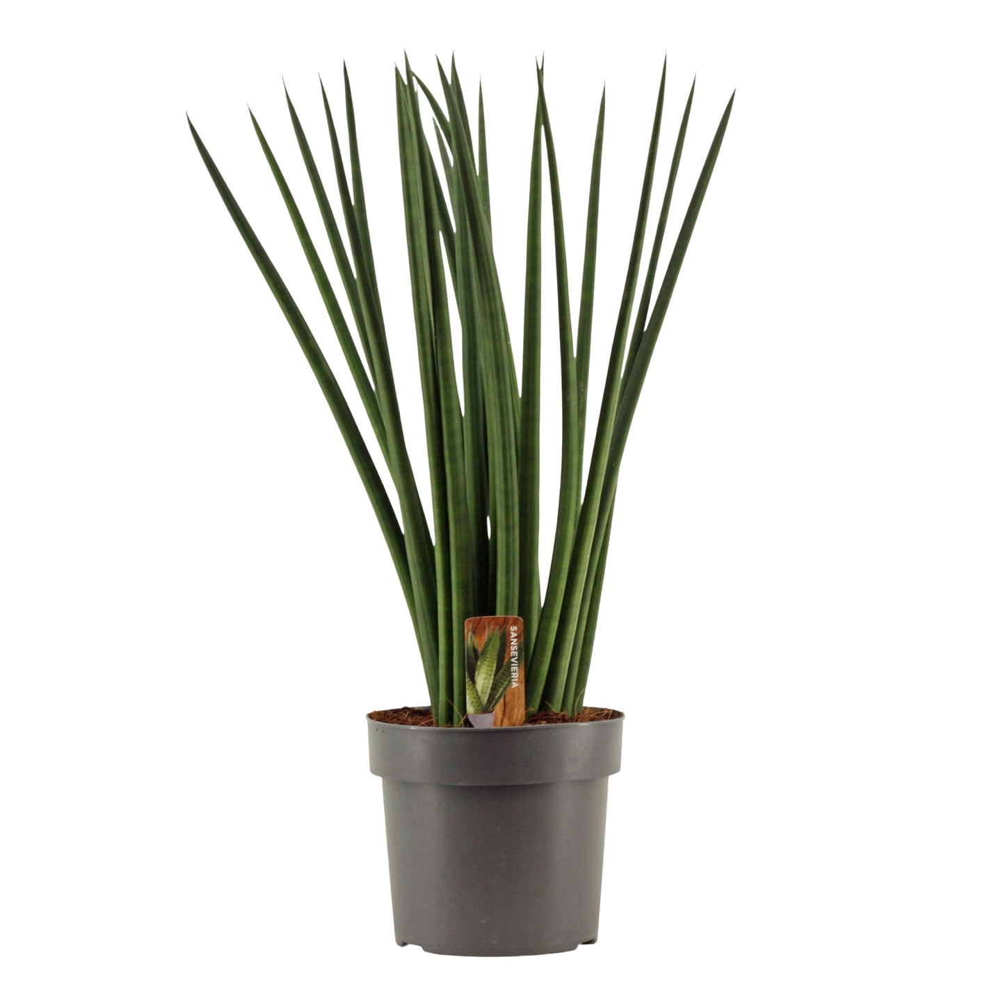 Sansevieria cylindrica 55cm 17cm Pot