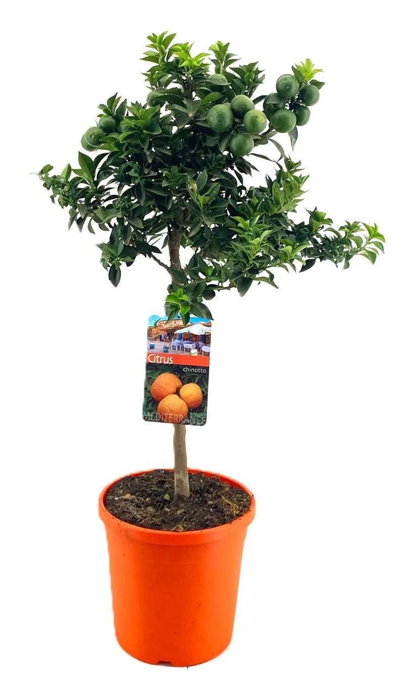 Citrus aur. Chinotto 75cm 21cm Pot