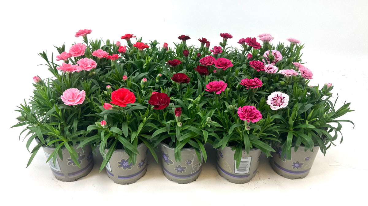 Dianthus Oscar 22cm 11cm Pot