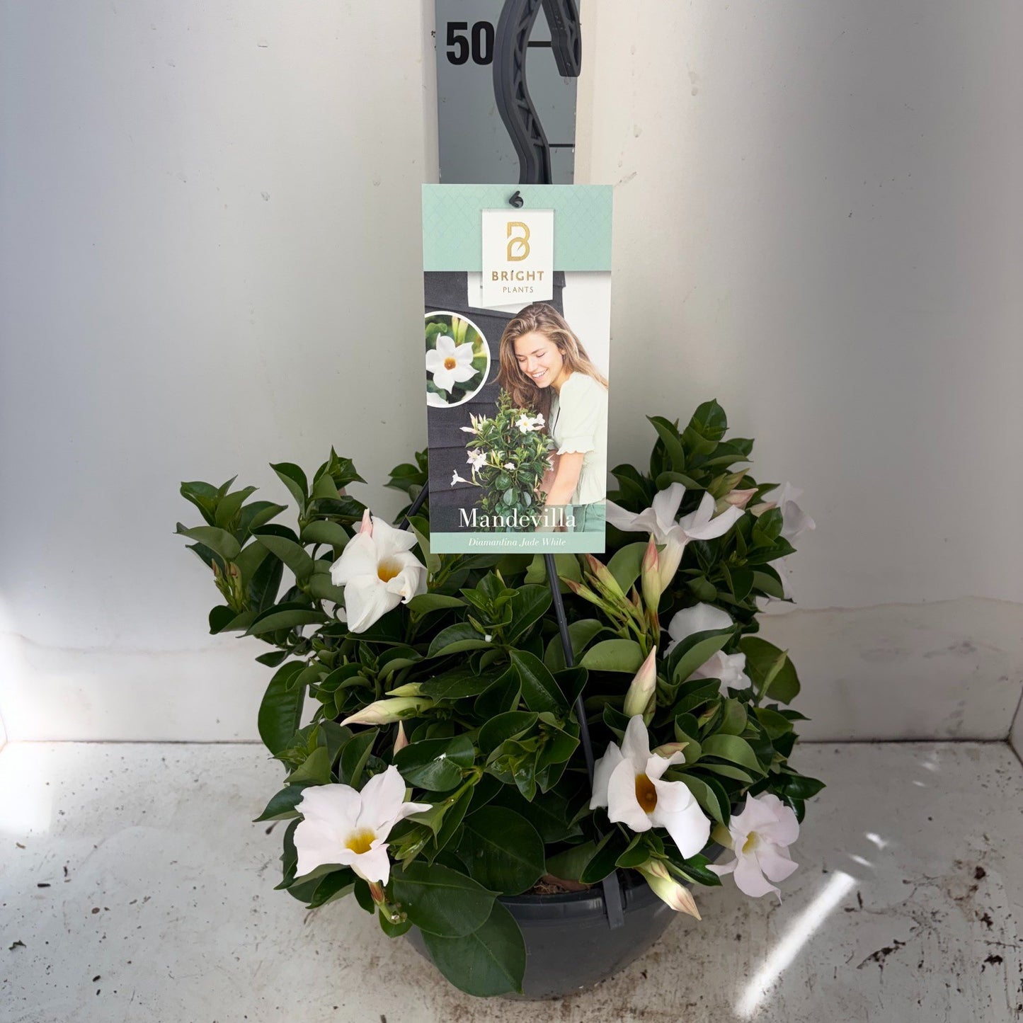 Mandevilla White 50cm 25cm Pot