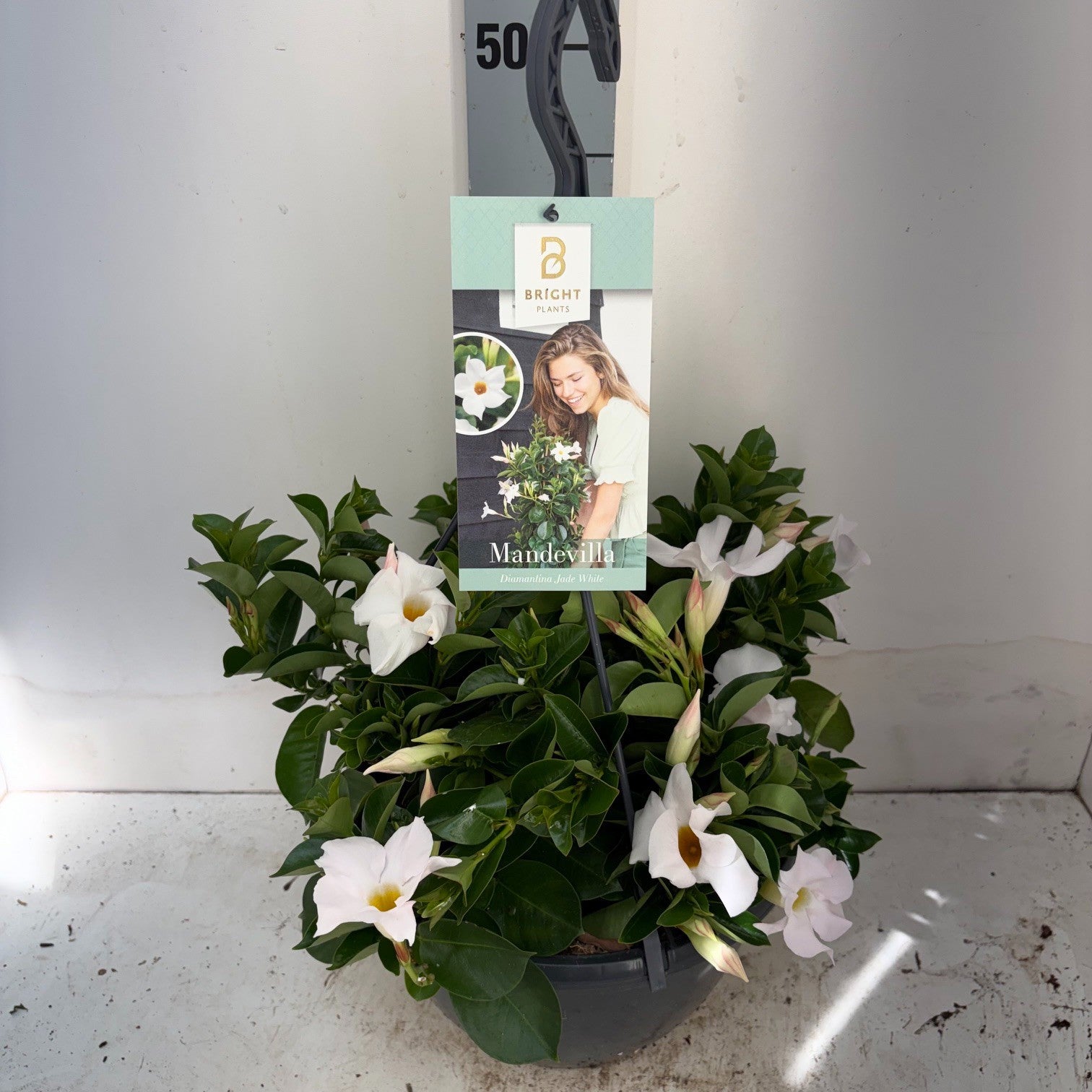 Mandevilla White 50cm 25cm Pot