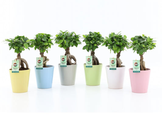 Ficus Ginseng 35cm 13cm Pot