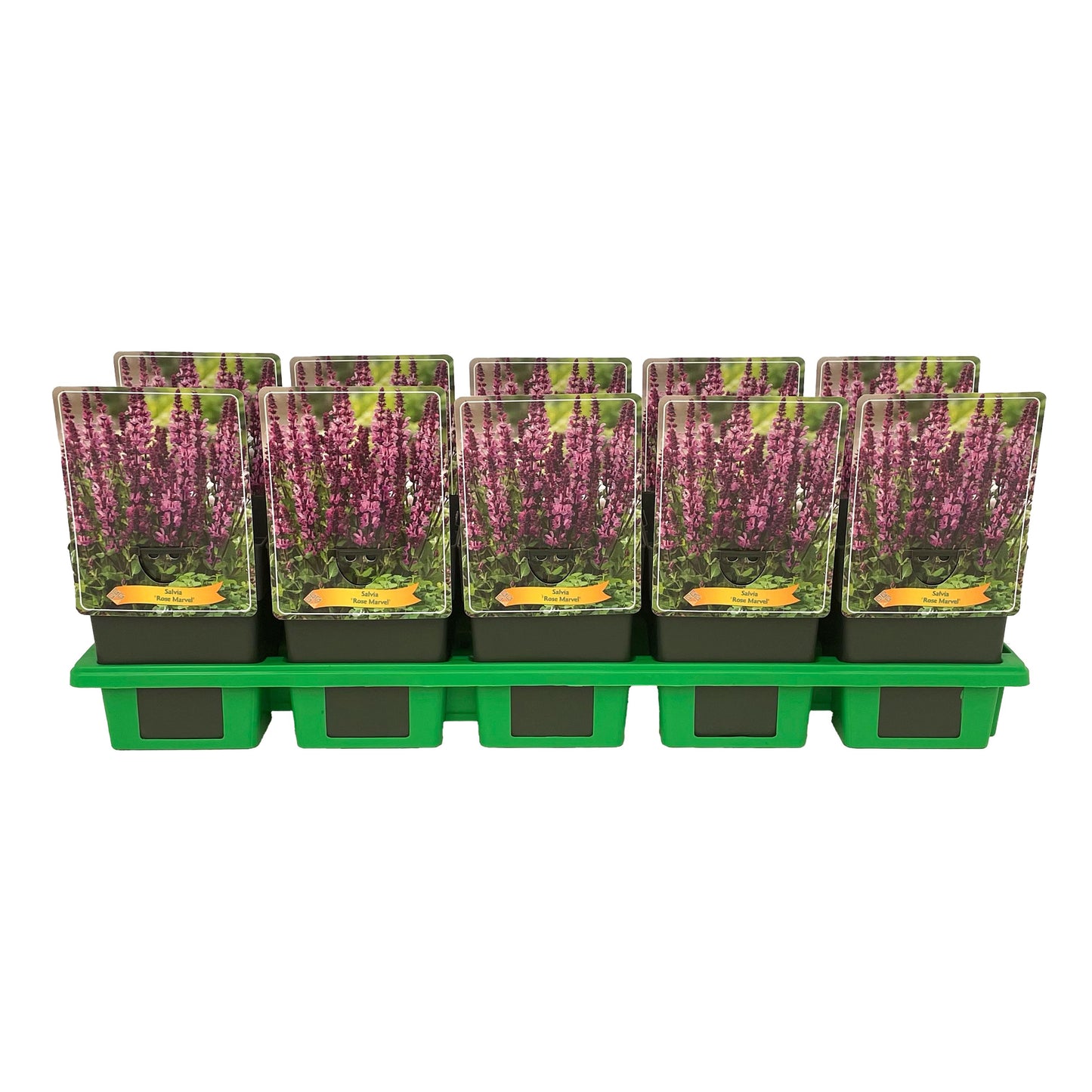 Salvia Rose Marvel 25cm 11cm Pot