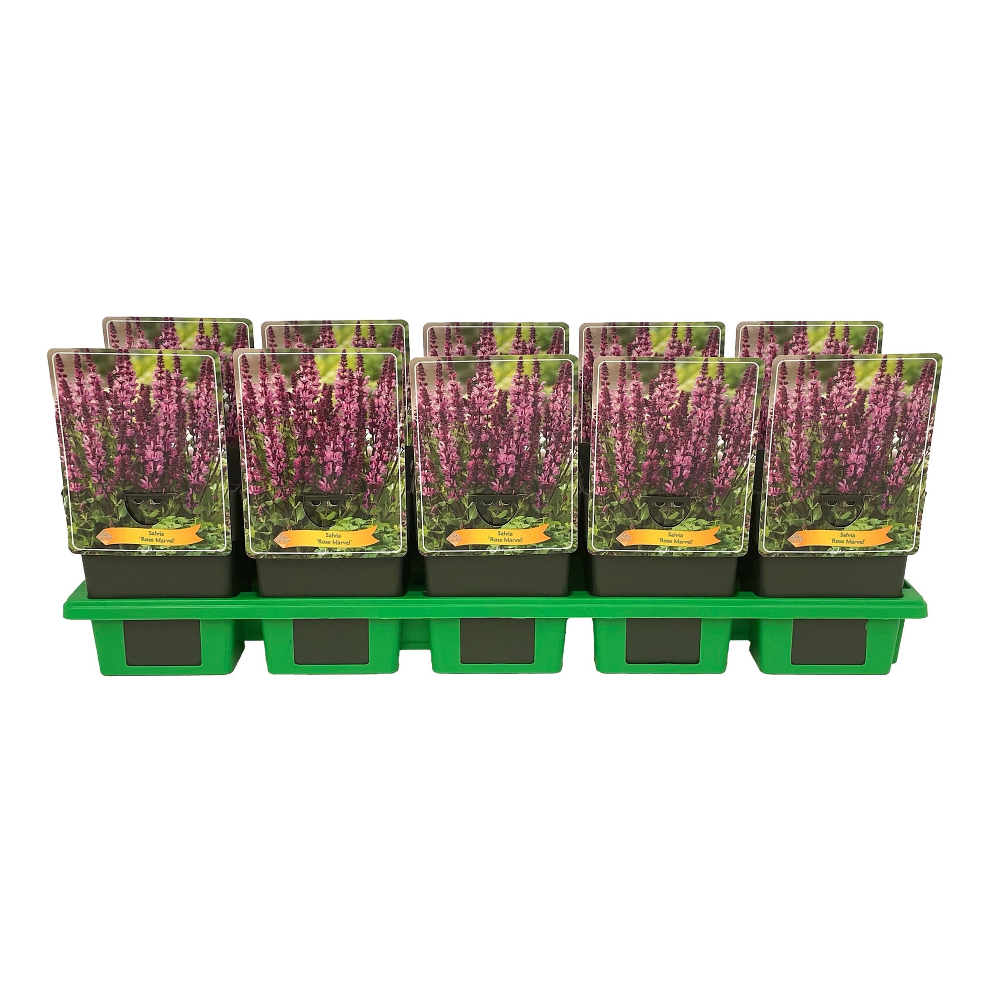 Salvia Rose Marvel 25cm 11cm Pot
