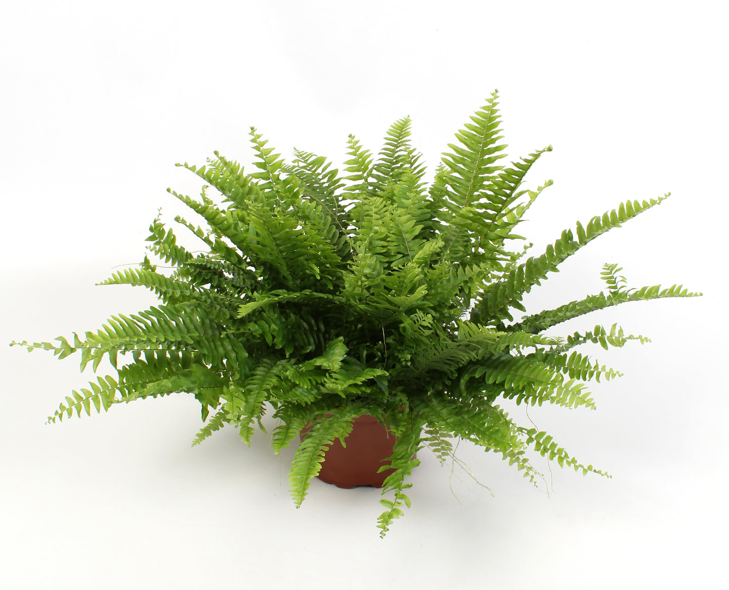 Nephrolepis Green Moment 40cm 17cm Pot