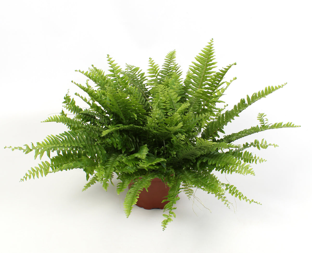 Nephrolepis Green Moment 45cm 17cm Pot