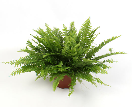 Nephrolepis Green Moment 45cm 17cm Pot