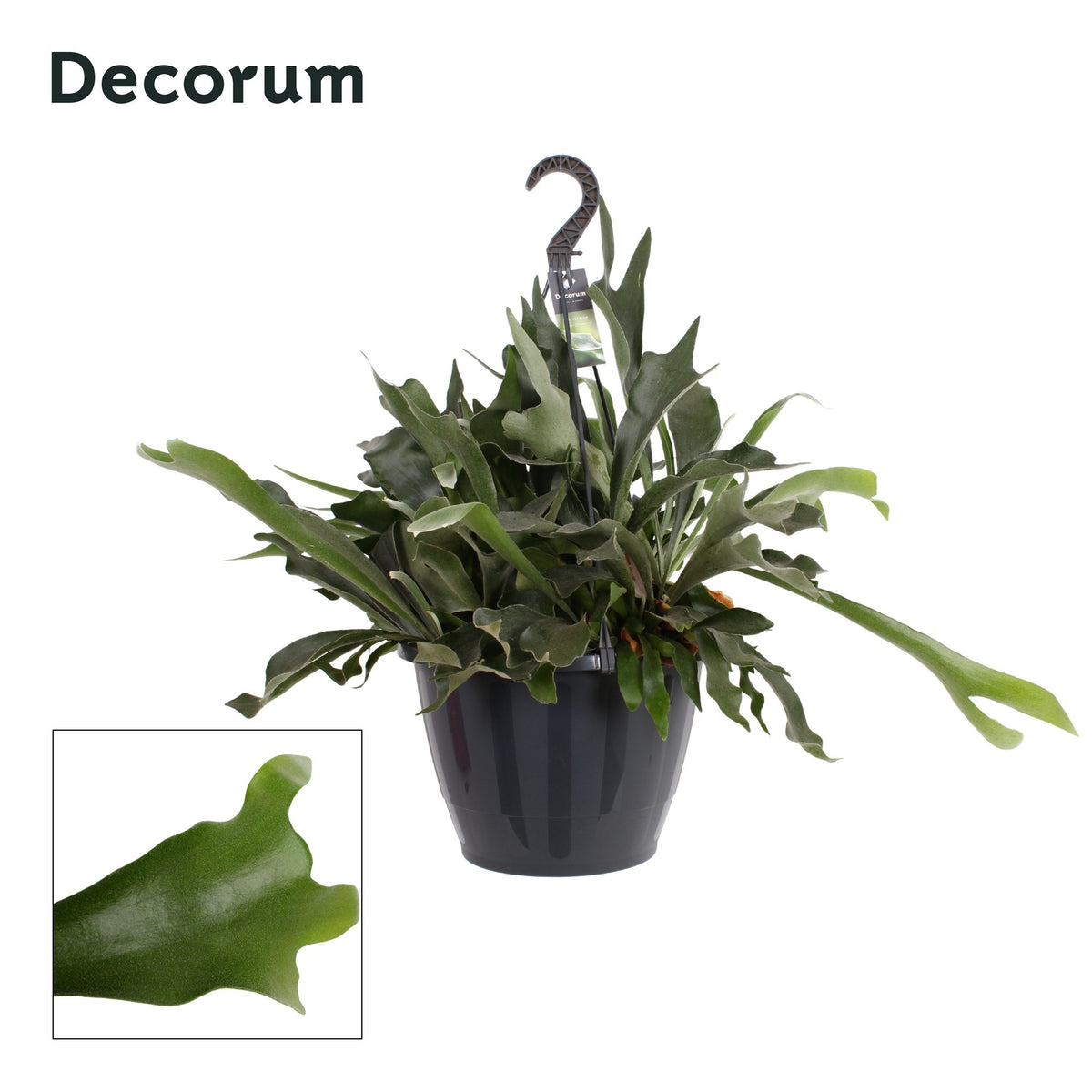 Platycerium bif. Netherlands 45cm 37cm Pot