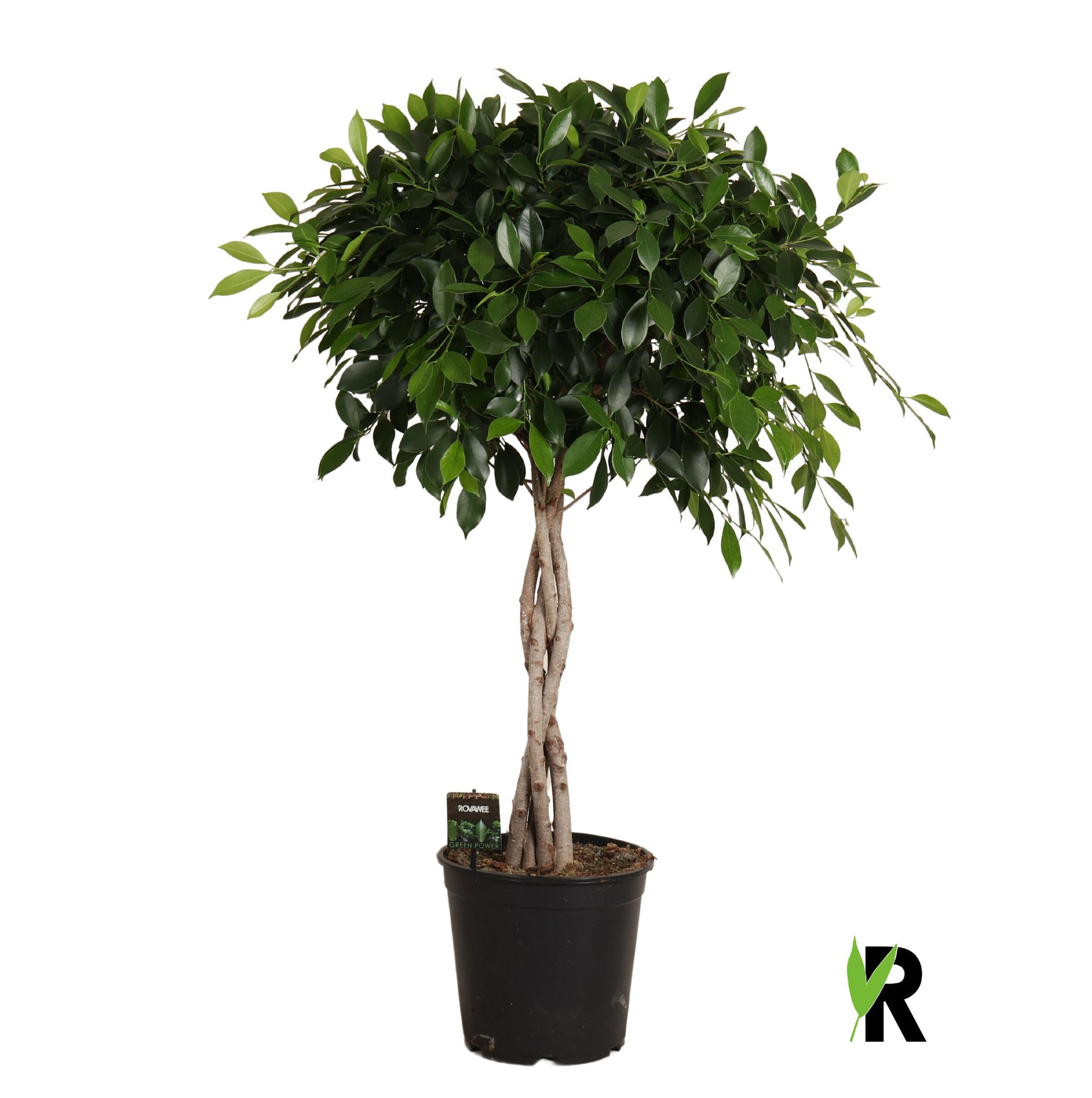 Ficus microcarpa 120cm 27cm Pot