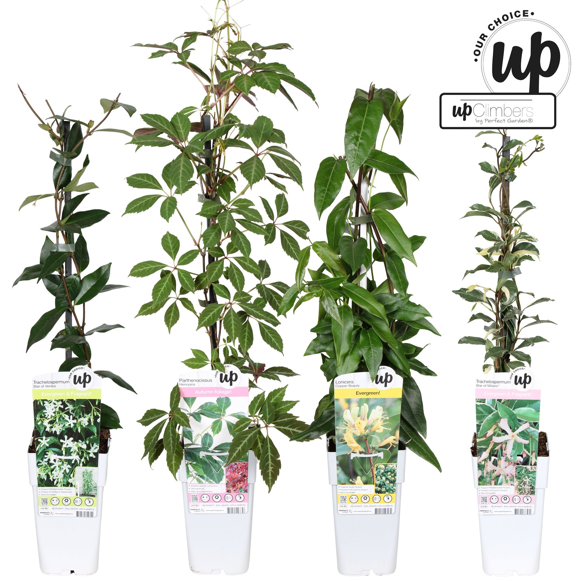 Climbers Mix 65cm 15cm Pot