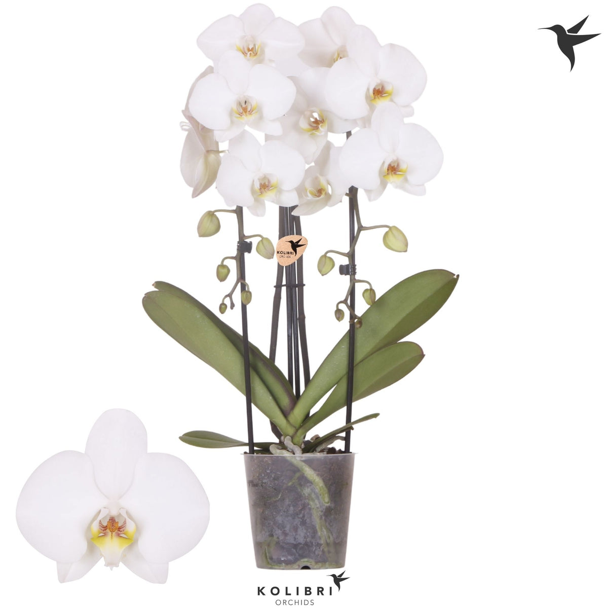 Phalaenopsis Elegant cascade 45cm 12cm Pot