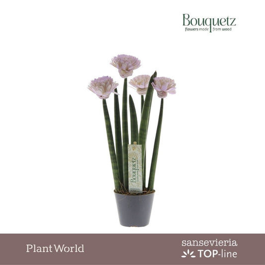 Sansevieria cylindrica 35cm 8.5cm Pot