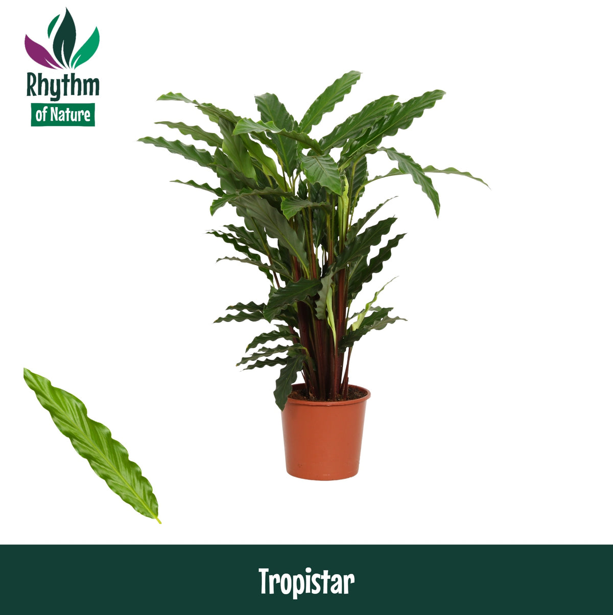 Calathea Tropistar 80cm 19cm Pot