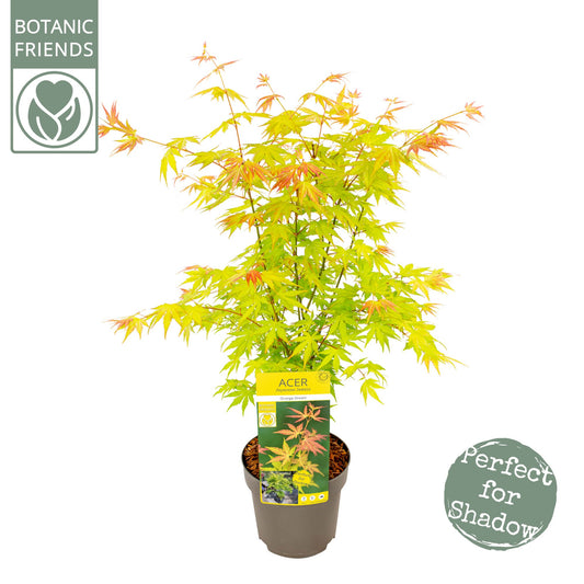 Acer Orange Dream 65cm 19cm Pot