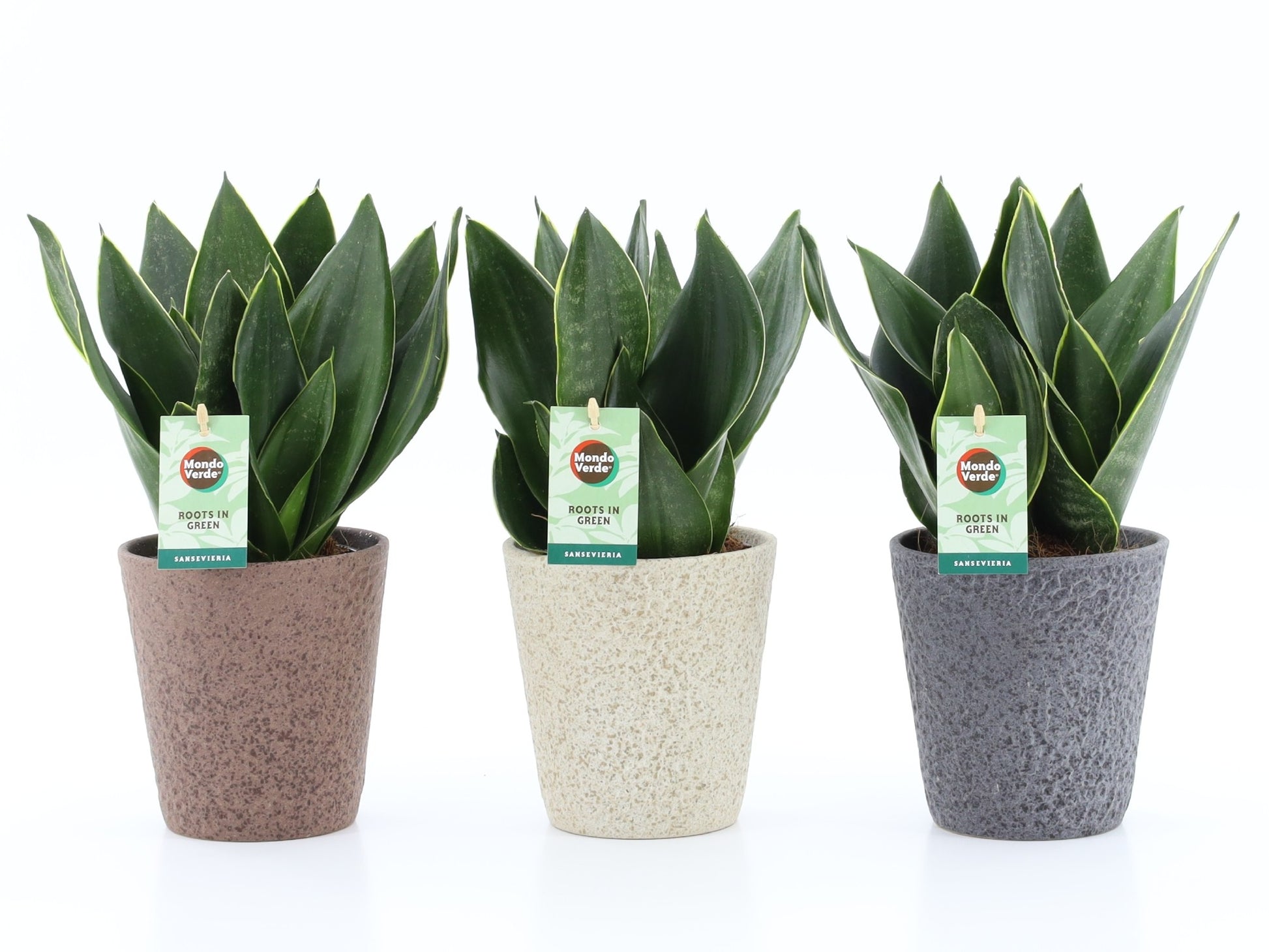 Sansevieria trifasciata 35cm 13cm Pot