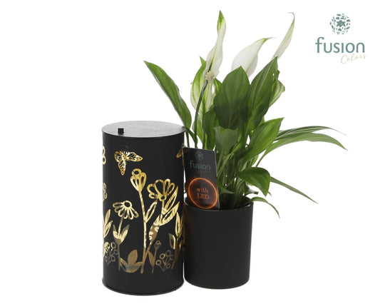 Glas LED Duo zwart met Spathiphyllum 29cm 15cm Pot
