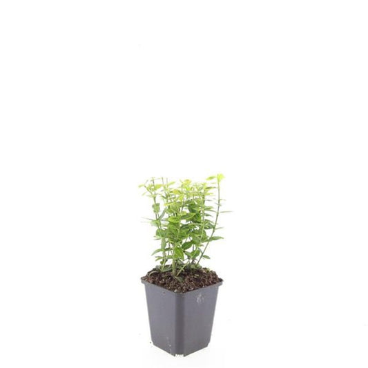 Euonymus Emerald & Gold 15cm 9cm Pot