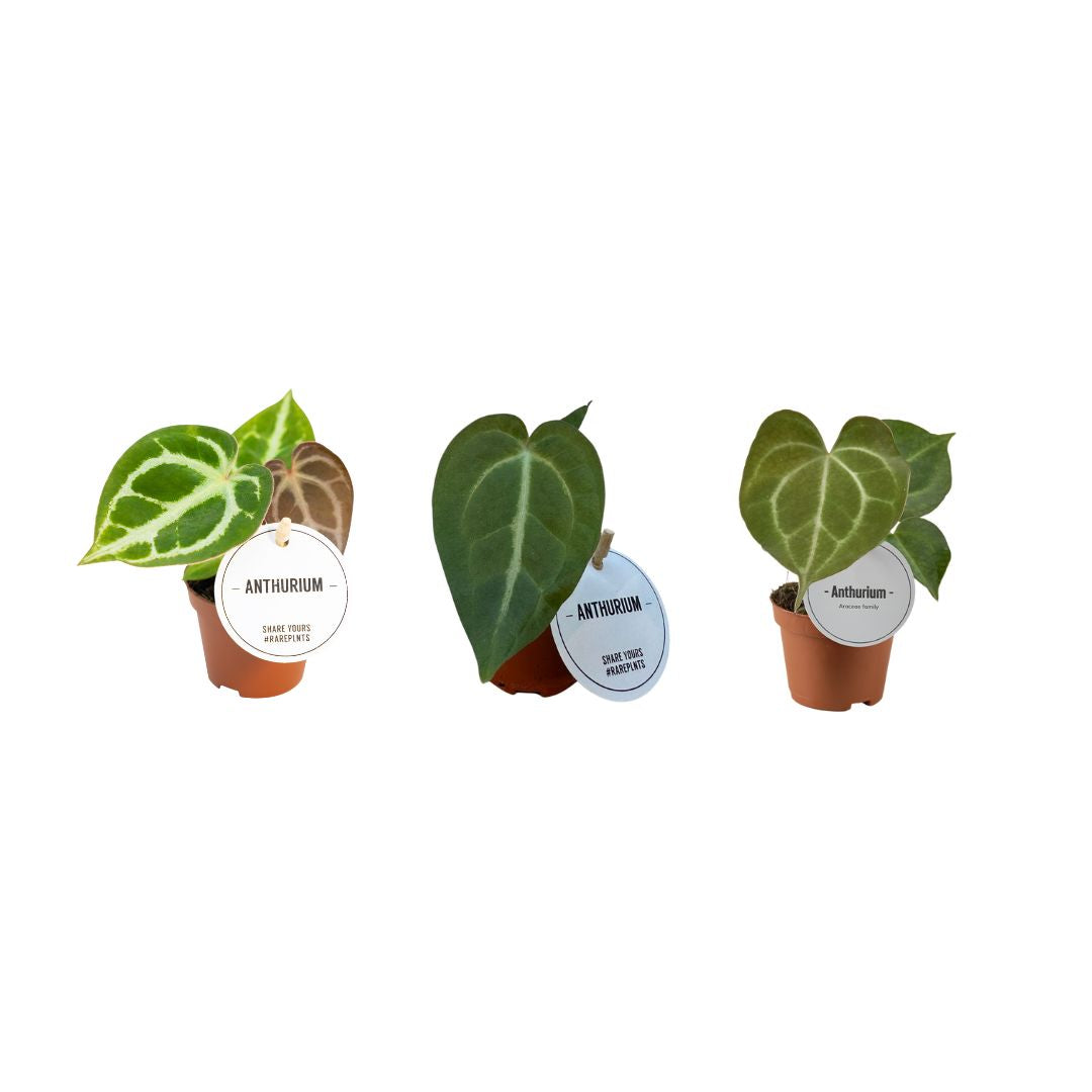 Mostert Nieuwerkerk BV Anthurium mix Pack of 12