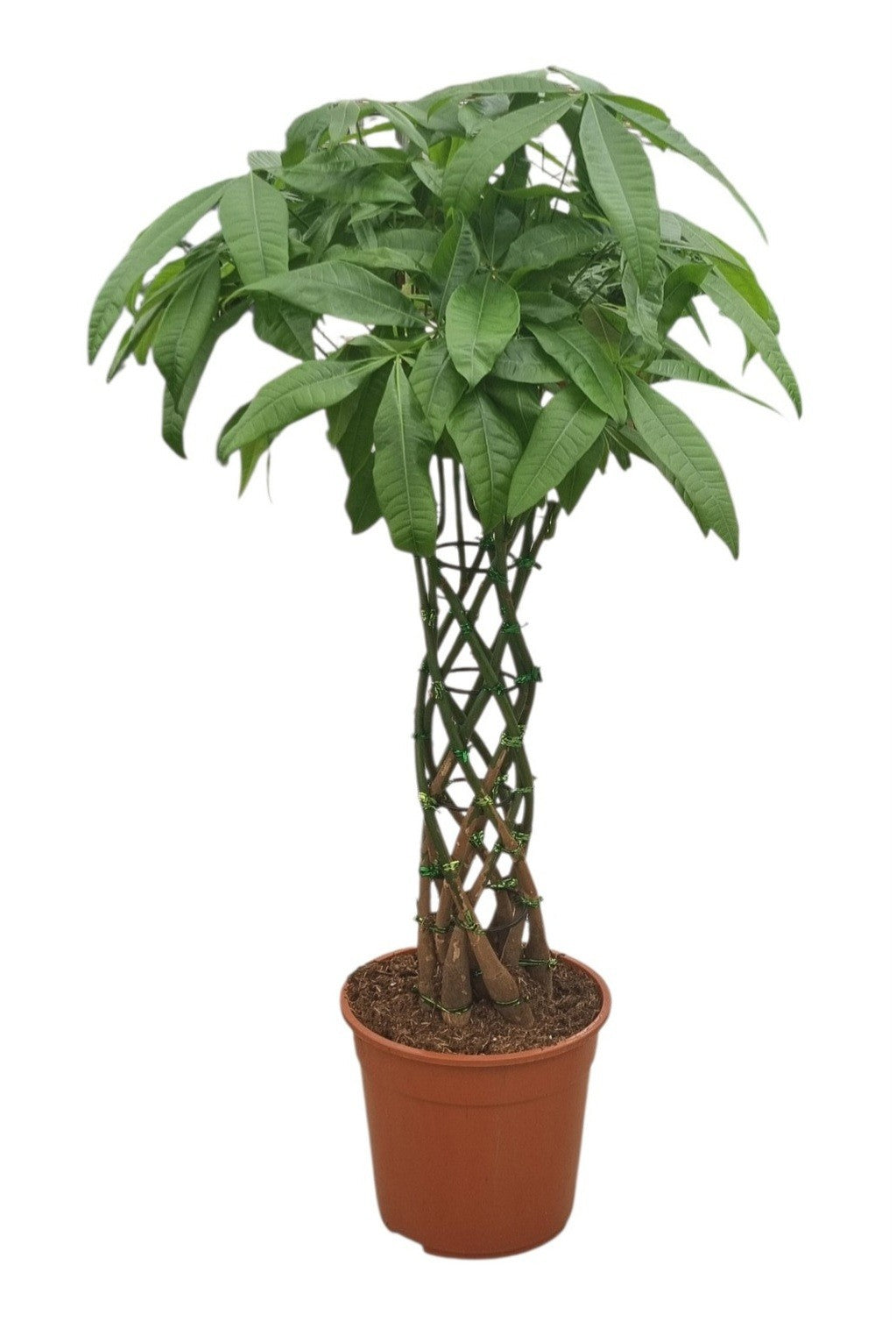 Pachira aquatica 100cm 27cm Pot