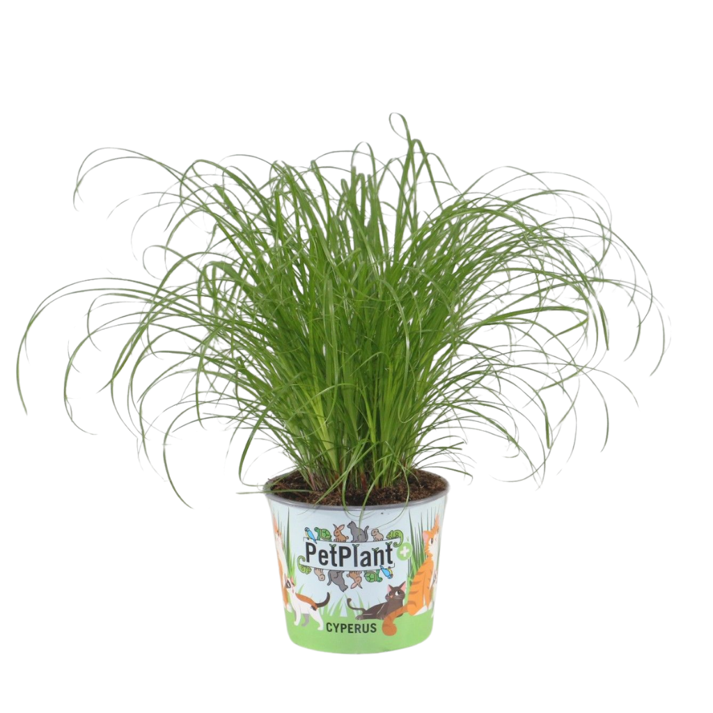 Cyperus Zumula (kitty grass) 30cm 12cm Pot