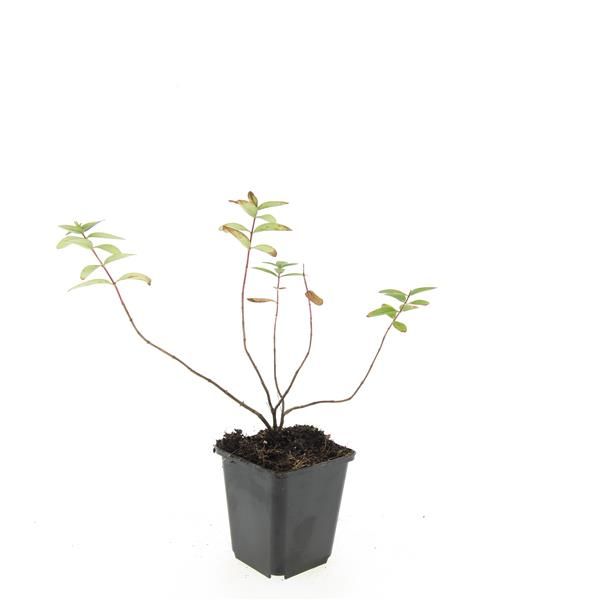 Hypericum dum. Peter Dummer 15cm 9cm Pot