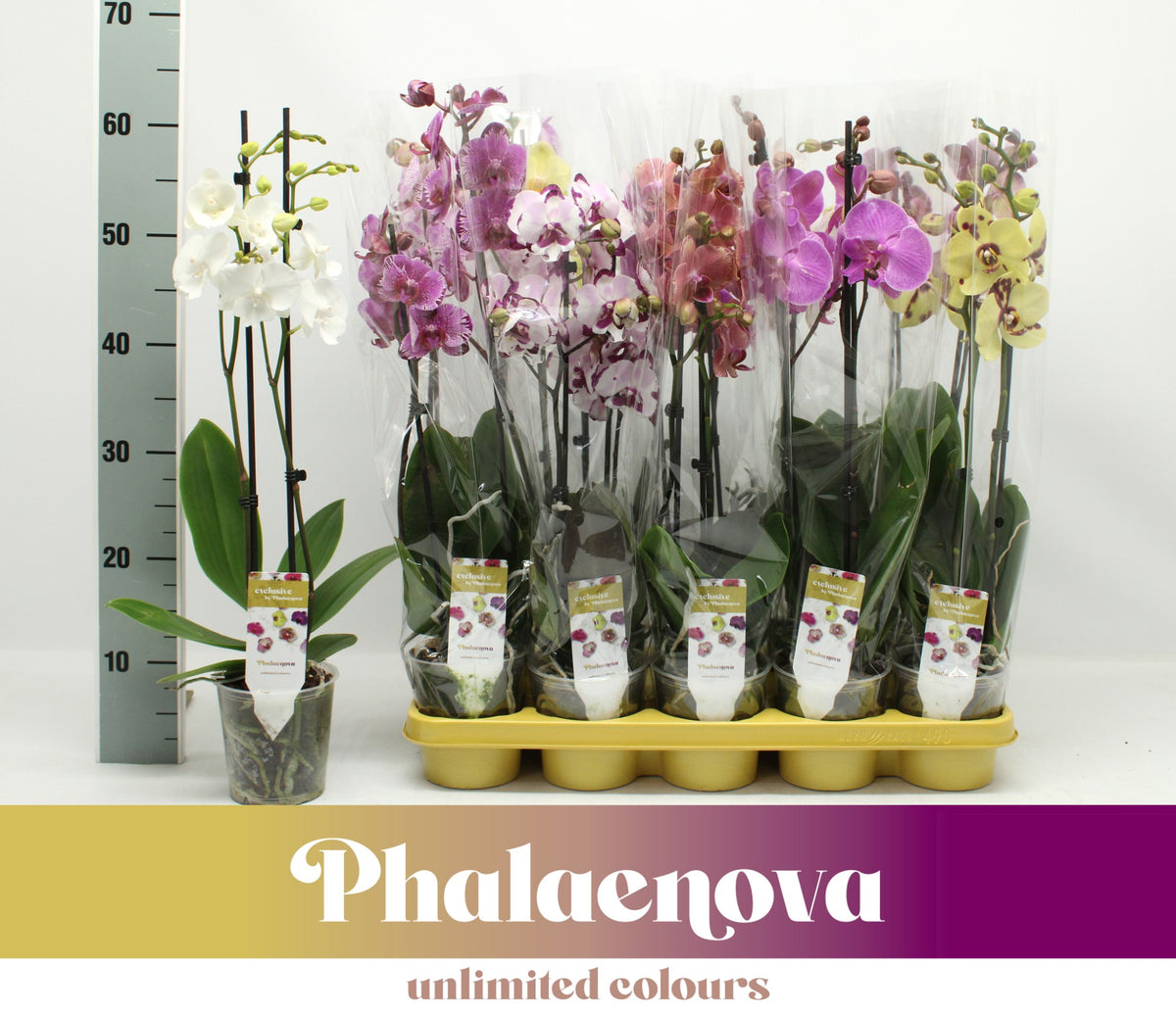 Phalaenopsis mix 60cm 12cm Pot