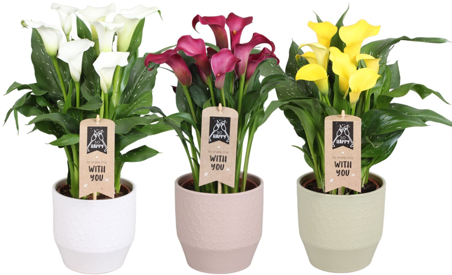 Zantedeschia mix keramiek 45cm 15cm Pot