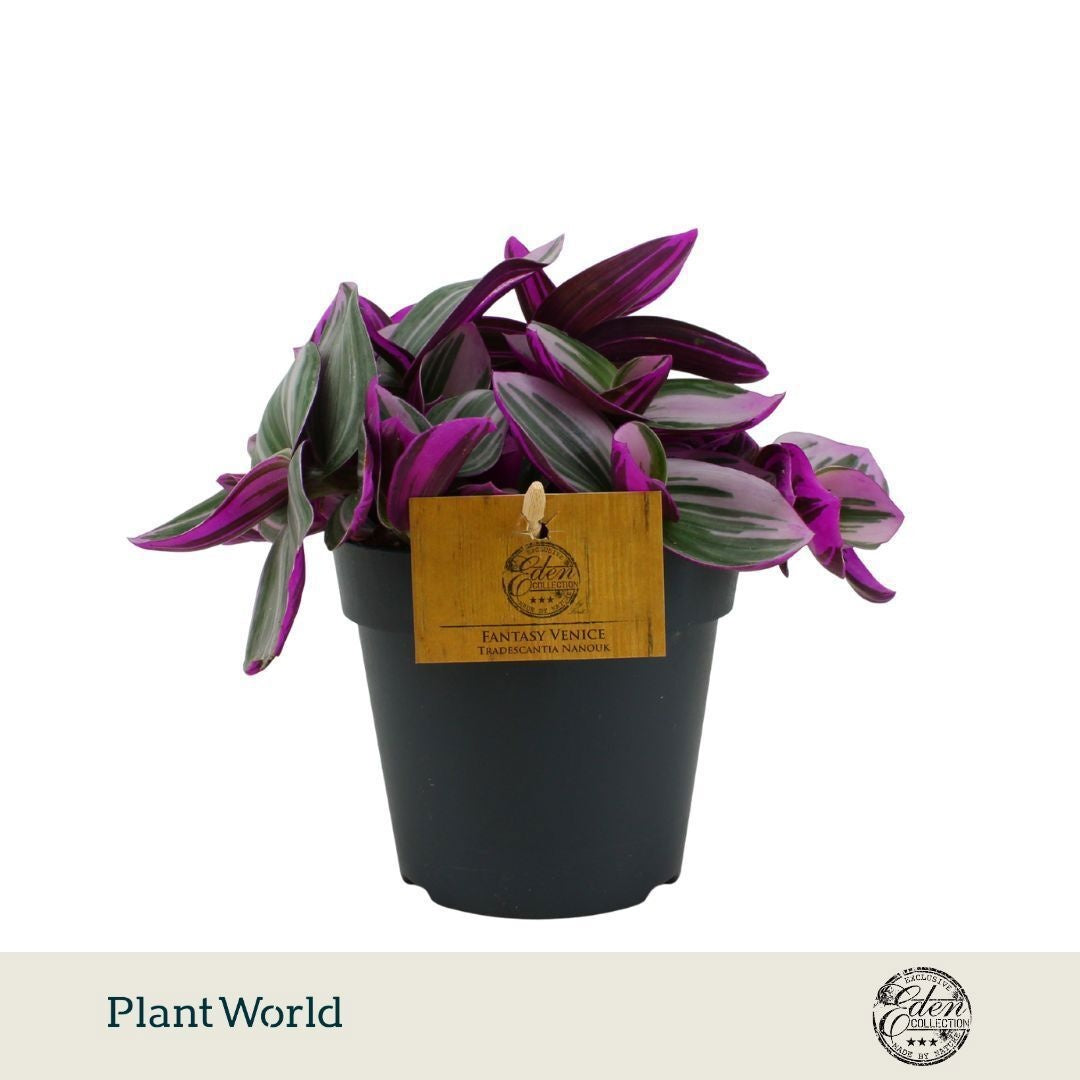 Plantworld Smit Kwekerij Tradescantia Nanouk Pack of 6