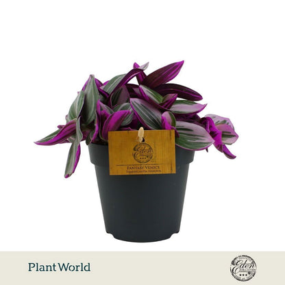Plantworld Smit Kwekerij Tradescantia Nanouk Pack of 6
