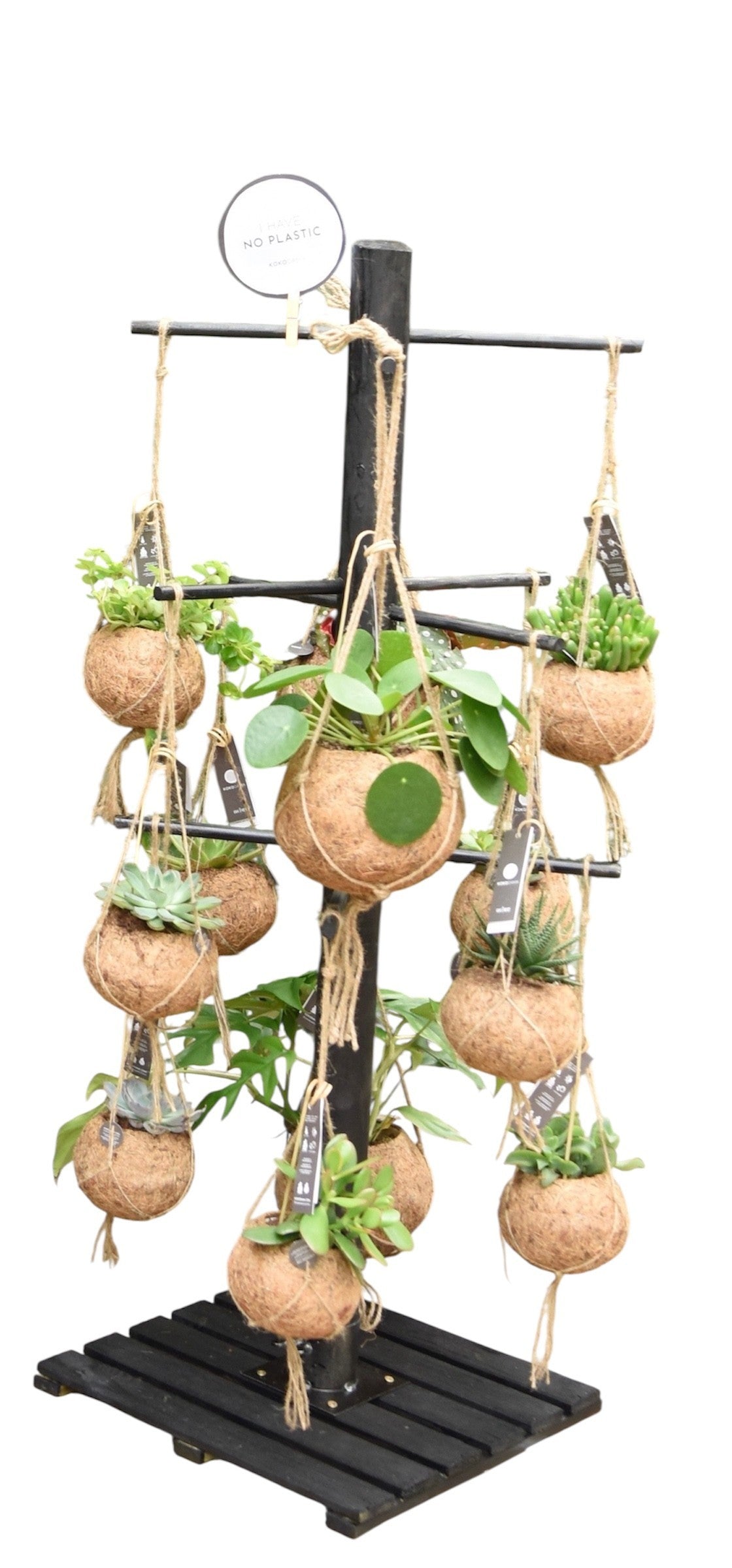Hanging plants mix 120cm 15cm Pot