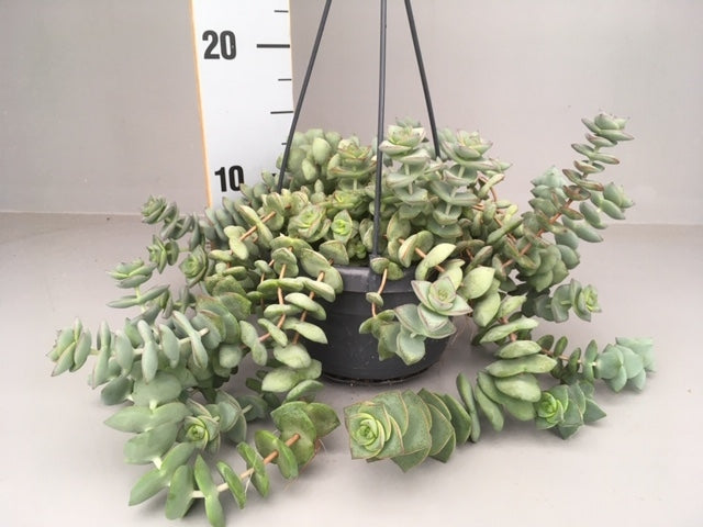 Crassula hybrid 15cm 14cm Pot