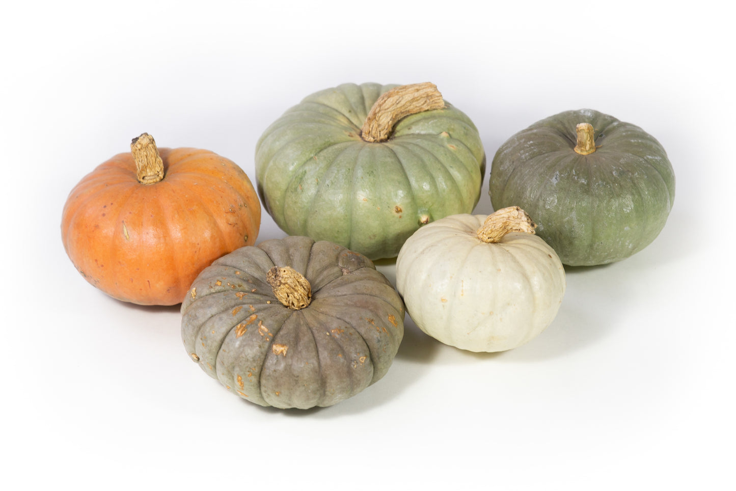 Cucurbita Modern mix 10cm 10cm Pot