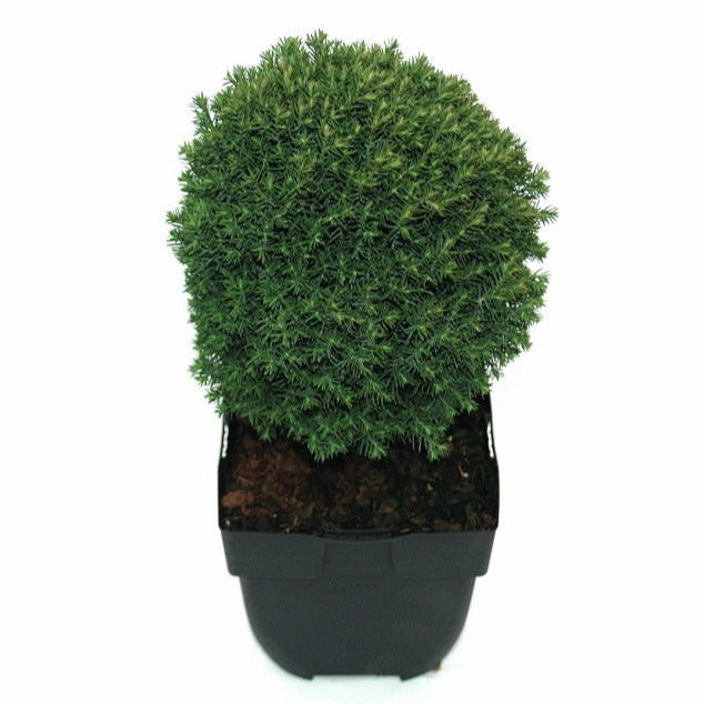 Buitenhuis VOF, Koos Thuja occidentalis Teddy Pack of 6