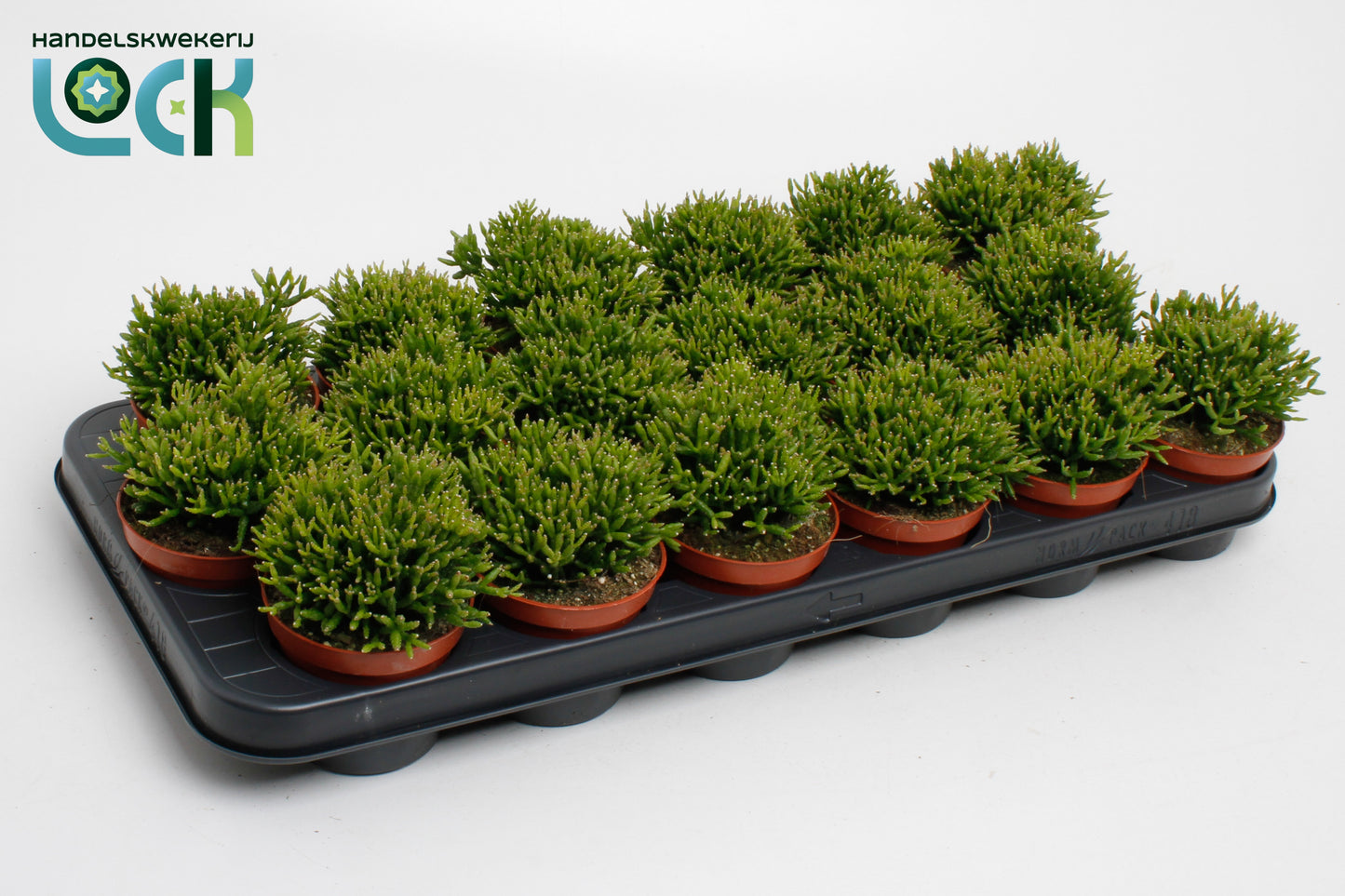 Hatiora 10cm Special Pot (508)